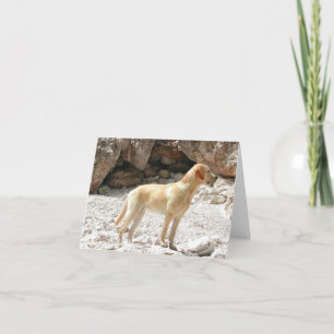 Tarjeta LR amarillo completo