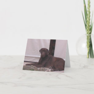 Tarjeta LR labrador chocolate acostado