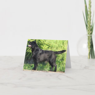 Tarjeta LR labrador negro lleno