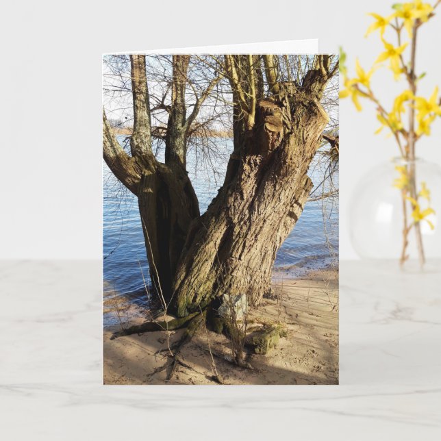 Tarjeta Lugares perdidos , Árbol viejo en la orilla del rí (flor amarilla)