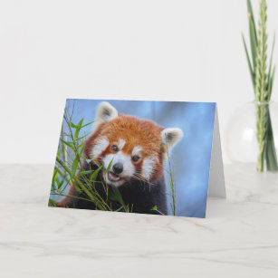 Tarjeta Lunes de Panda Rojo en hojas de bambú