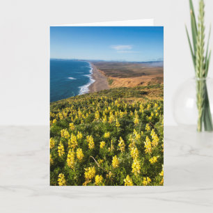 Tarjeta Lupine Amarillo Arriba Punto Reyes Playa En Punto