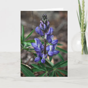 Tarjeta Lupine Ártico, Parque Nacional Denali, Alaska