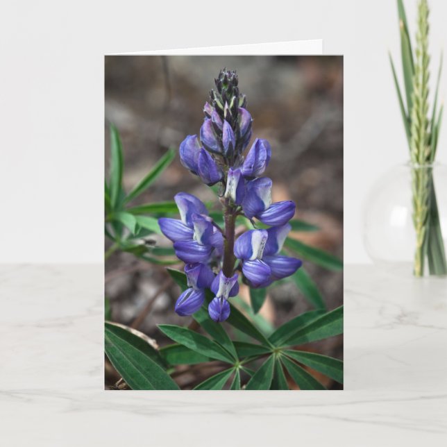 Tarjeta Lupine Ártico, Parque Nacional Denali, Alaska (Anverso)