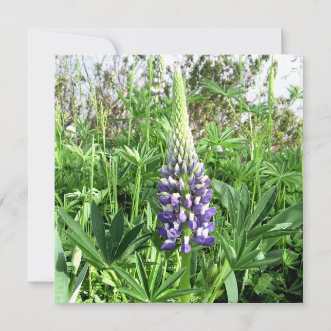 Tarjeta Lupine de jardín francés (Anverso)