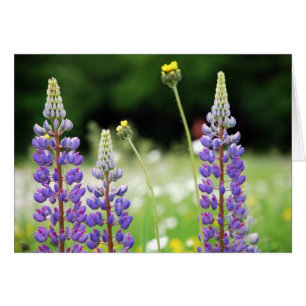 Tarjeta Lupine de Montaña