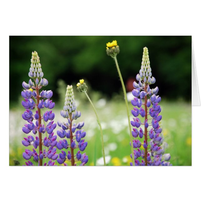 Tarjeta Lupine de Montaña (Anverso (Horizontal))