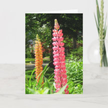 Lupines en un jardín de cabañas - Viñetería de Mar