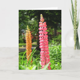Tarjeta Lupines en un jardín de cabañas - Viñetería de Mar