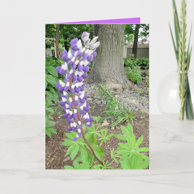 Tarjeta Lupines morados en blanco (Anverso)