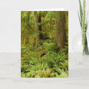 Tarjeta Lush Forest & Ferns   Ecola State Park, Oregon
