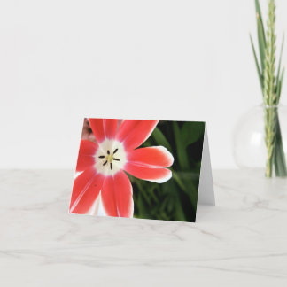 Tarjeta luz rosada del tulipán