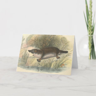 Tarjeta Lydekker - Platypus