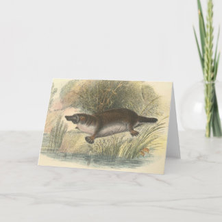 Tarjeta Lydekker - Platypus