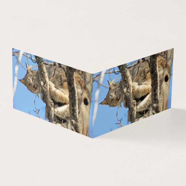 Tarjeta Lynx traviesa (Exterior)