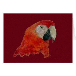 Tarjeta - Macaw