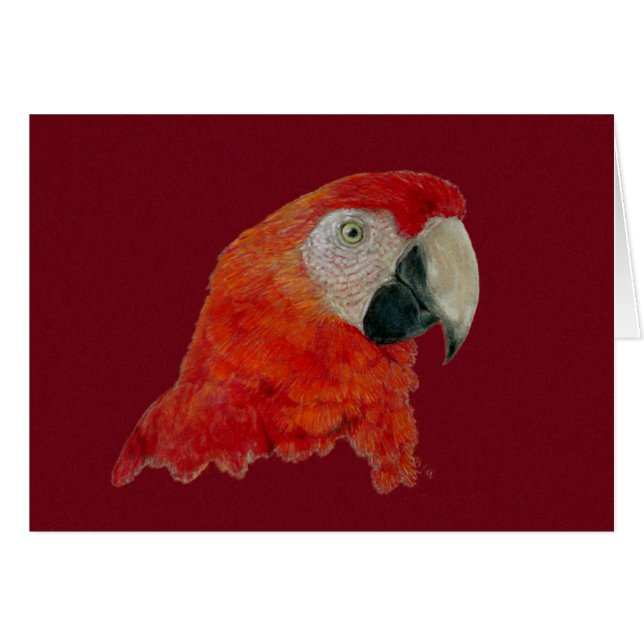 Tarjeta - Macaw (Anverso (Horizontal))