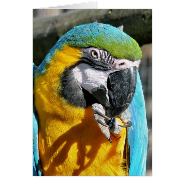 tarjeta MACAW (Frente)