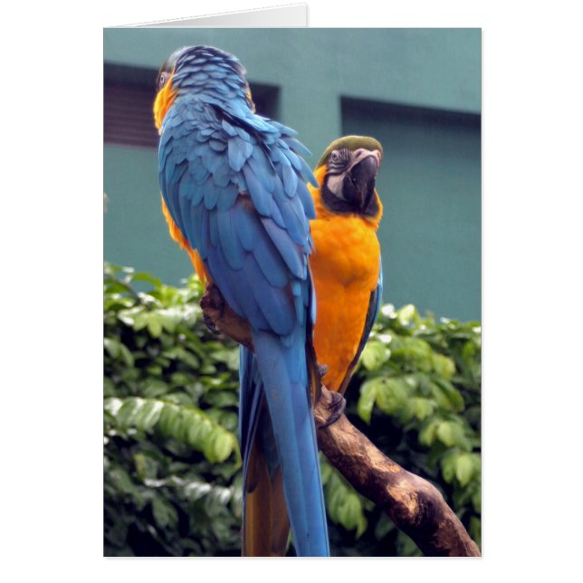 Tarjeta Macaw Azul y Oro (Frente)