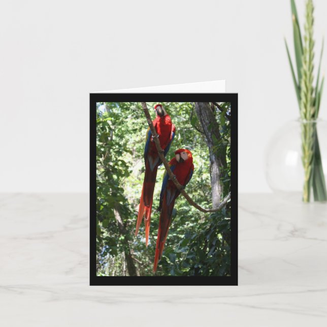 Tarjeta Macaw Notecard (Anverso)