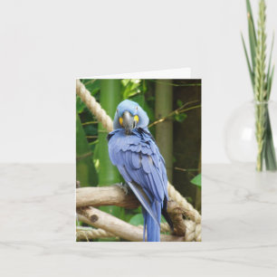 Tarjeta Macaw Notecard del jacinto