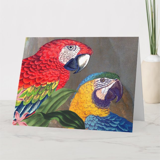 Tarjeta Macaw Parrot Birds Happy Birday Big Card (Anverso)