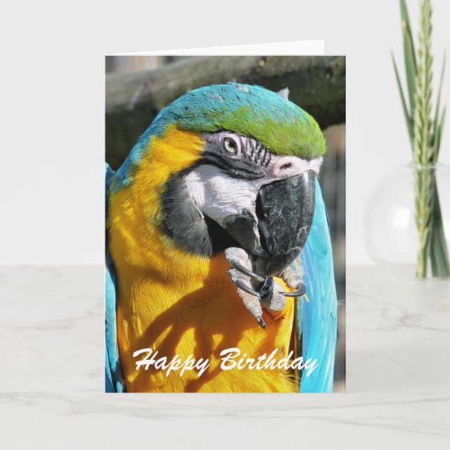 TARJETA MACAWS (Anverso)