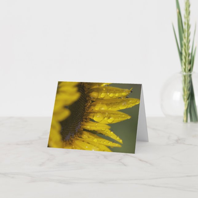 Tarjeta Macro Sunflower (Anverso)