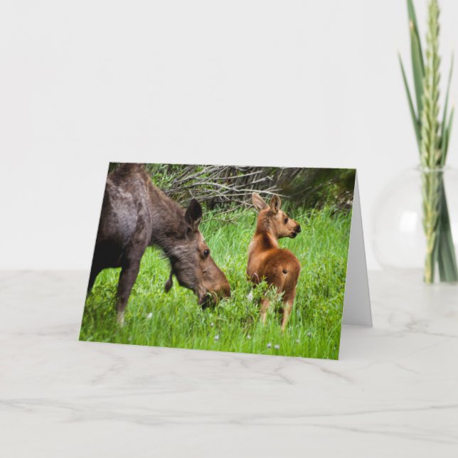 Tarjeta Madre alerta y bebé de dos alces (Anverso)