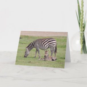 Tarjeta Madre cebra con colza recién nacida