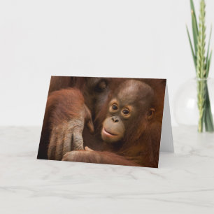 Tarjeta Madre y bebé orangutanes en el zoológico
