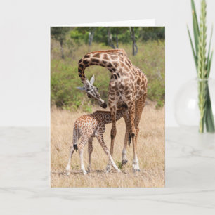 Tarjeta Madre y cría de jirafa en Kenia