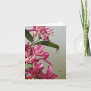 Tarjeta Madreselva rosa silvestre