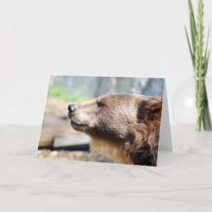 Tarjeta Maestro Bruin