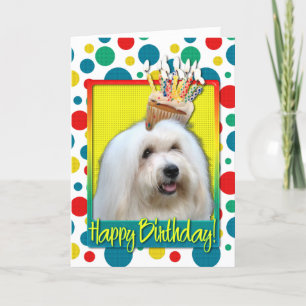 Tarjeta Magdalena del cumpleaños - algodón de Tulear
