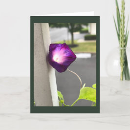 Tarjeta Magenta Morning Glory Blank