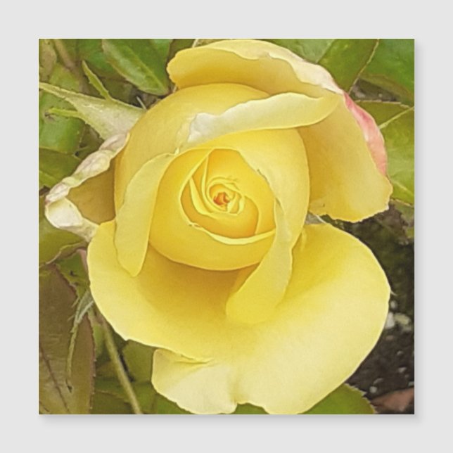 Tarjeta magnética amarilla Rosebud (Anverso)