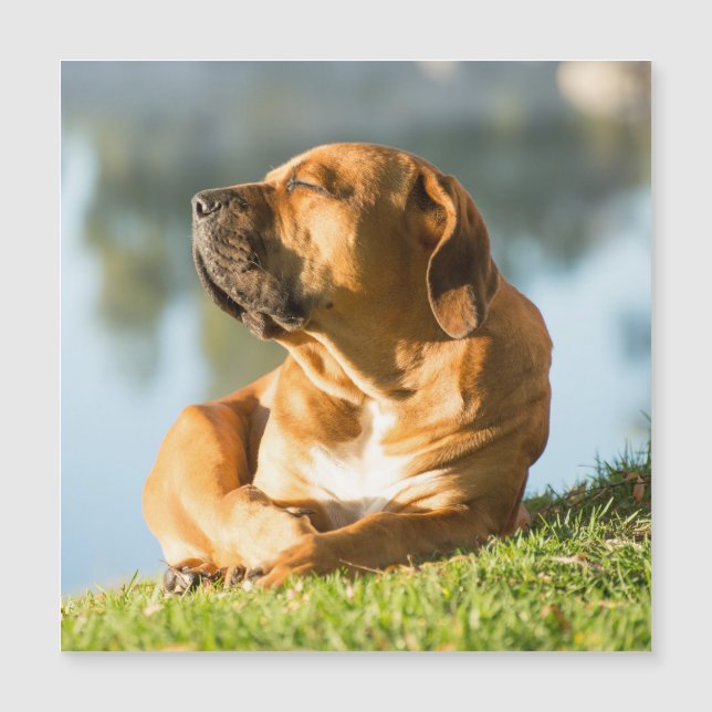 Tarjeta magnética Boerboel (Anverso)