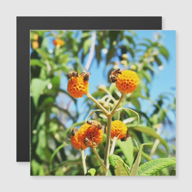 Tarjeta magnética de abejas en el trabajo (Anverso/Reverso)