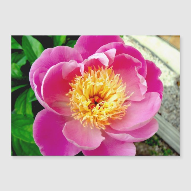 Tarjeta magnética de flor rosada Peony Flower (Anverso)