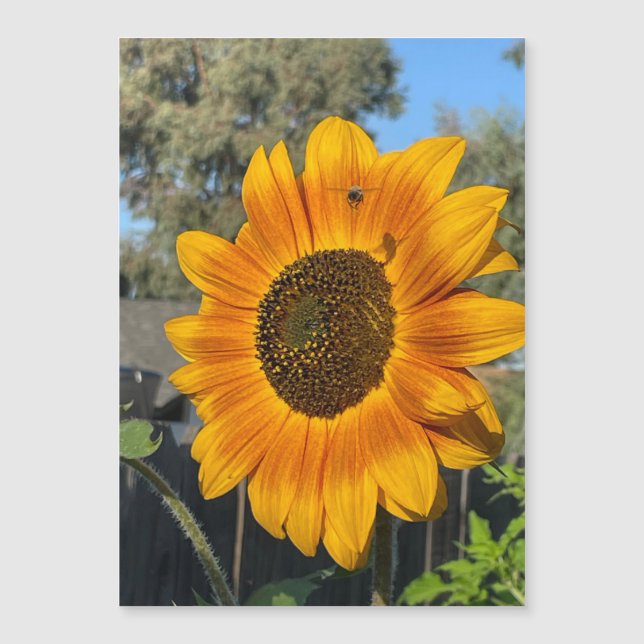 Tarjeta magnética de girasol (Anverso)