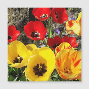 Tarjeta magnética de tulipanes amarillos y rojos