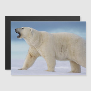 Tarjeta magnética del oso polar