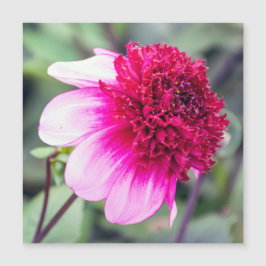 Tarjeta magnética Frilly Pink and Magenta Dahlia