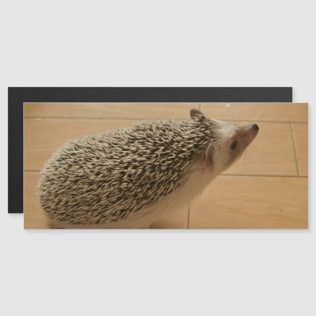 Tarjeta magnética Hedgehog (Anverso/Reverso)