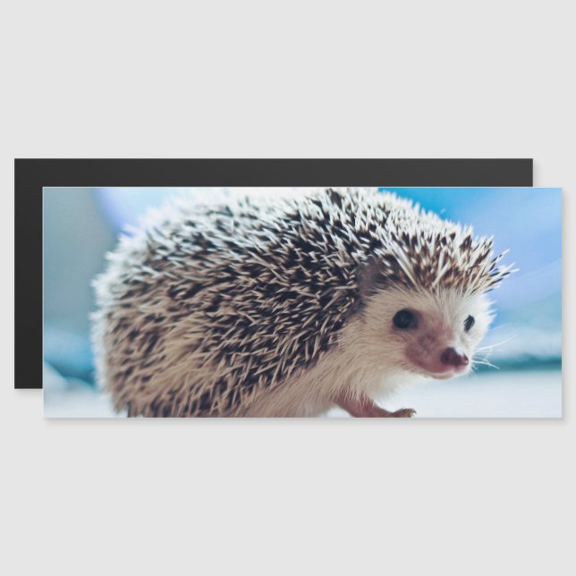 Tarjeta magnética Hedgehog (Anverso/Reverso)