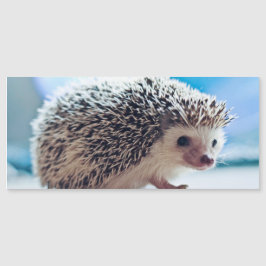 Tarjeta magnética Hedgehog