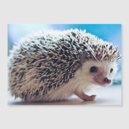 Tarjeta magnética Hedgehog