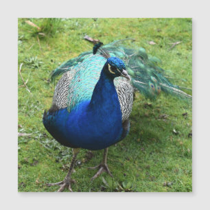 Tarjeta Magnética Regal Peacock Power