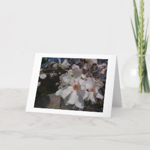 Tarjeta Magnolia